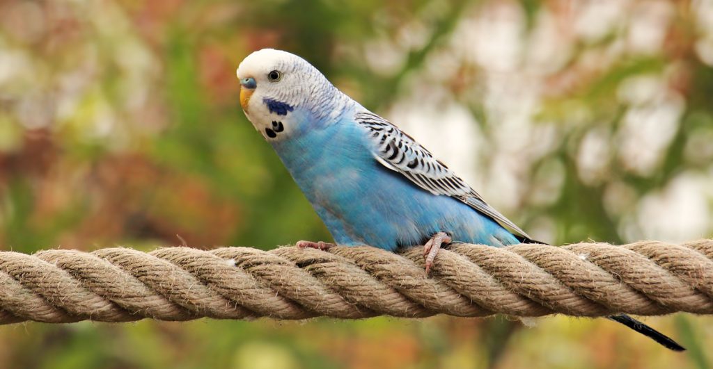 a blue pet parakeet on a rope