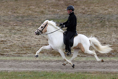 Icelandic Horse in flying pace.