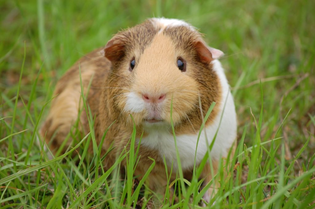a pet guinea pig in grass