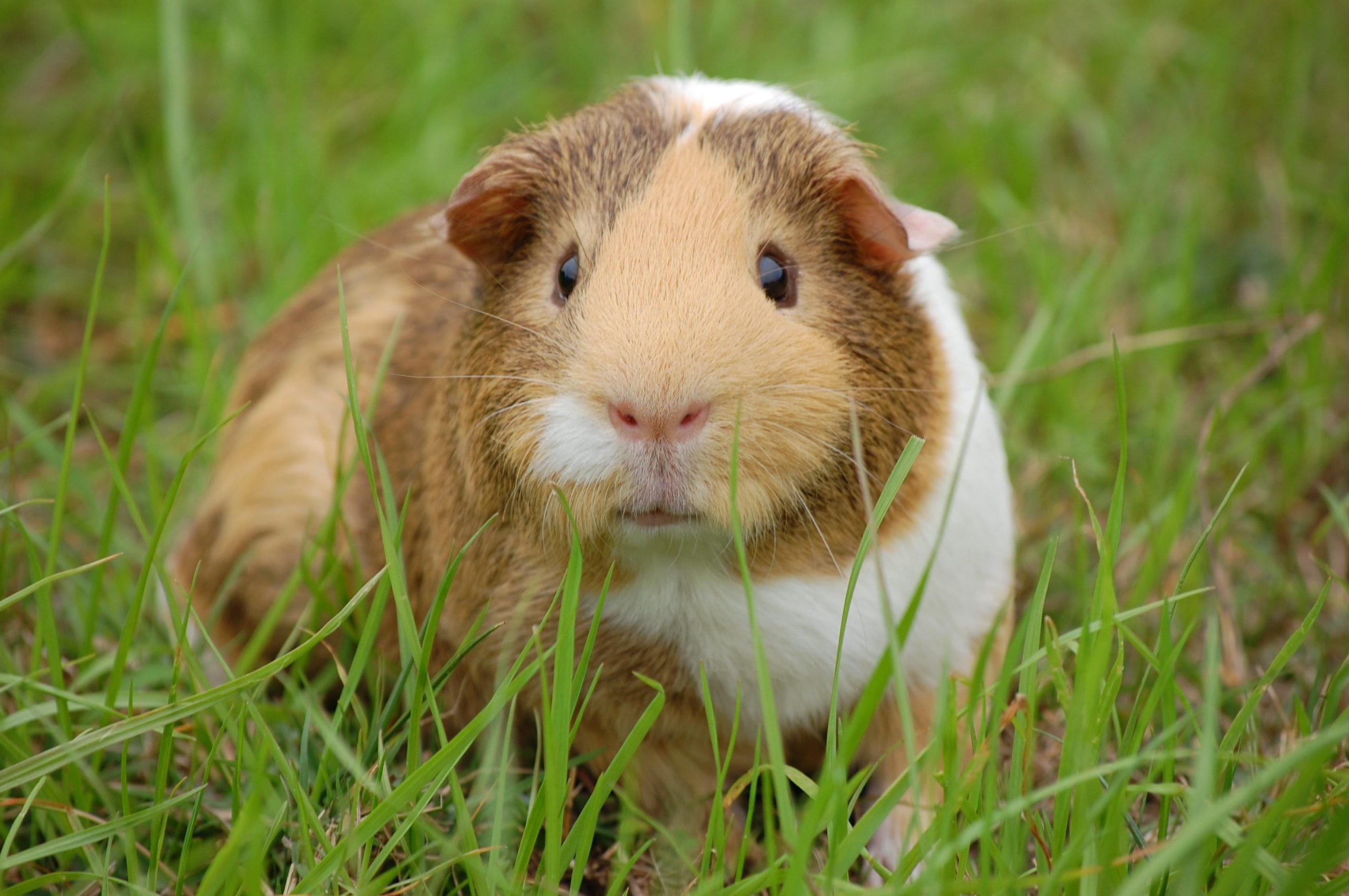 Guinea Pigs As Pets Pet Talk VMBS News