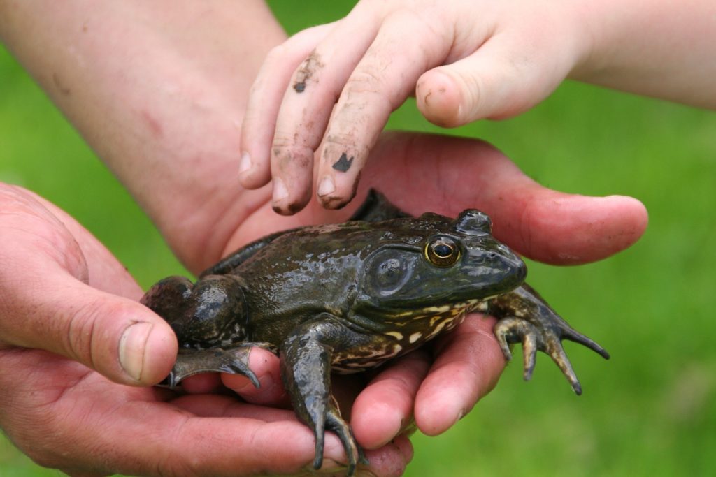 hands holding a large brown frog