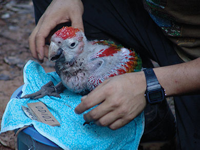 The health status of young macaws, such as the one pictured above, is documented to provide a better understanding of parenting and nesting habits, as well as nutrition needs of these young birds.