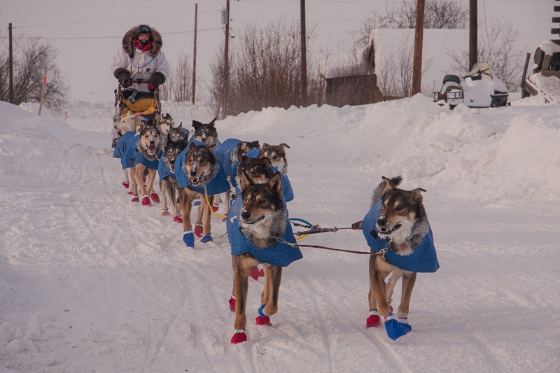 Team of dogs and musher arriving to a checkpoint.