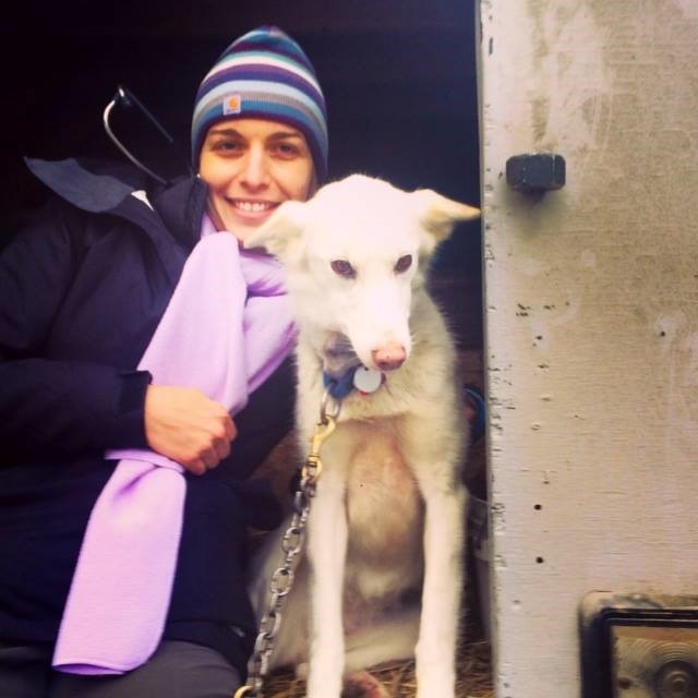 Making friends with a shy lady sled dog in her trailer.