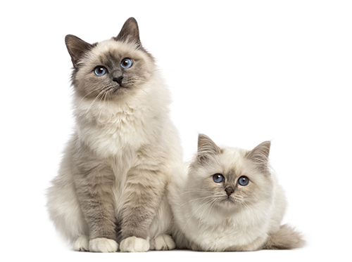 Birman cats looking at the camera, isolated on white
