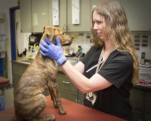 vet technician with a dog
