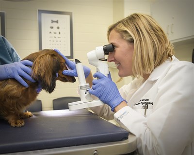 Dr. Erin Scott performing an eye exam