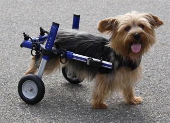 Daisy using a Walkin’ Wheels dog wheelchair