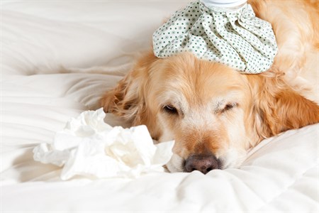 Types of Influenza in Pets | Pet Talk - VMBS News