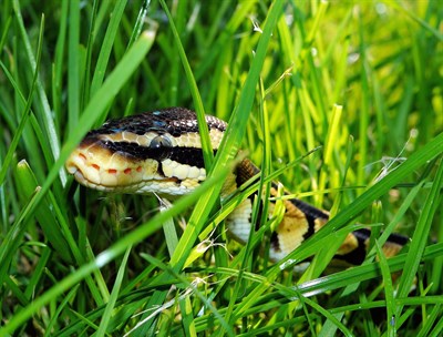 pet snake in a grass area