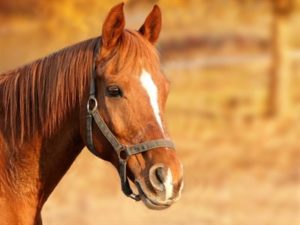 Foto de fecho do cavalo