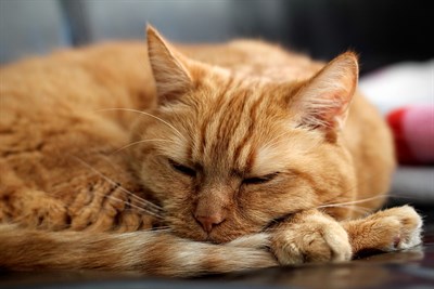 Sleeping Disorders in Animals | Pet Talk | VMBS News