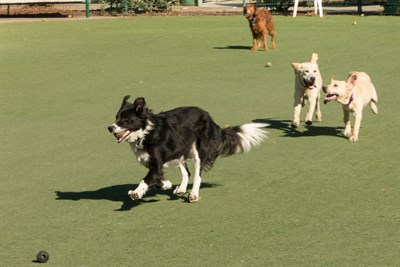 dogs playing in a park