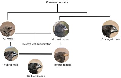 Big Bird lineage