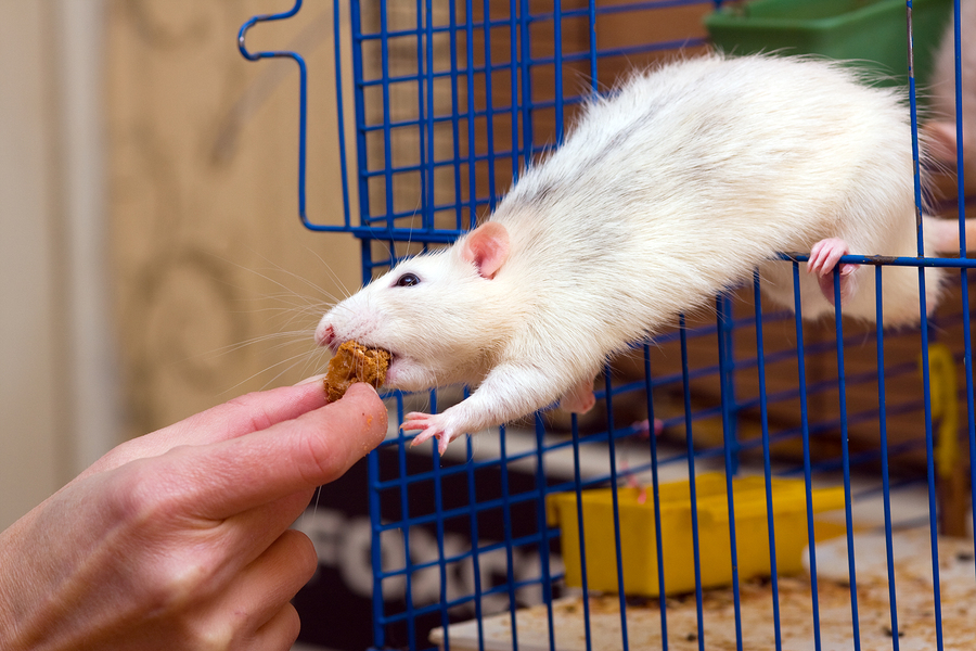 Rats as Pets | VMBS News