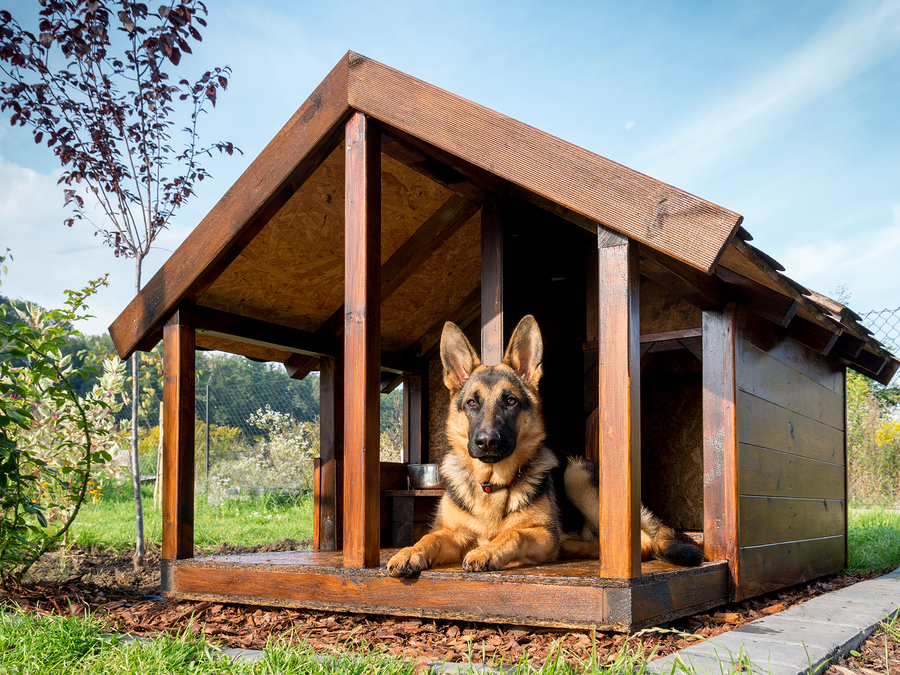 Building the Ideal Dog House - CVMBS News