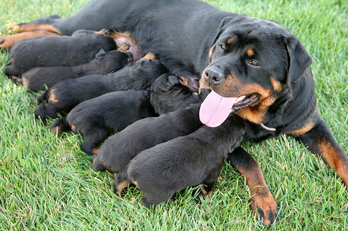 a rottweiler dog nursing it's young