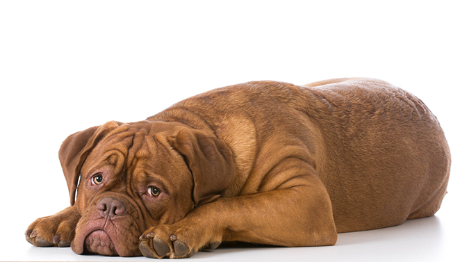 sad looking dogue de bordeaux puppy laying down