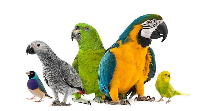 Parrots as Pets | VMBS News