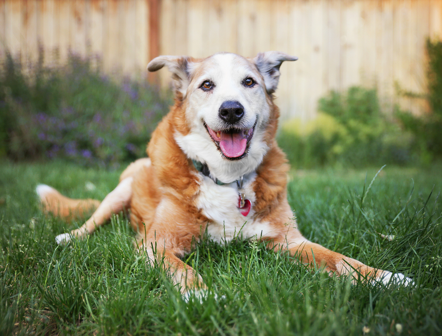a senior dog laying in the grass
