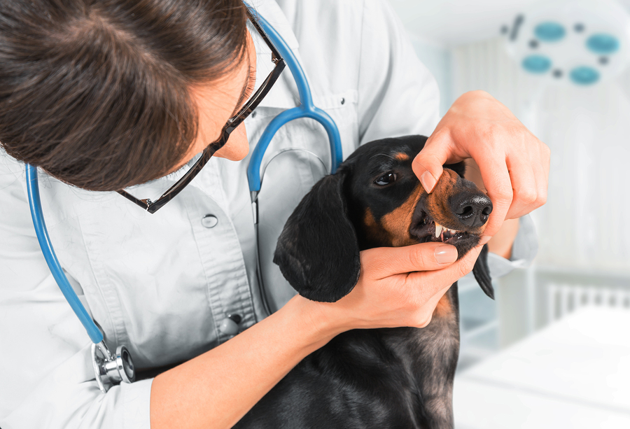 Woman veterinarian examines teeth of a dachshund dog