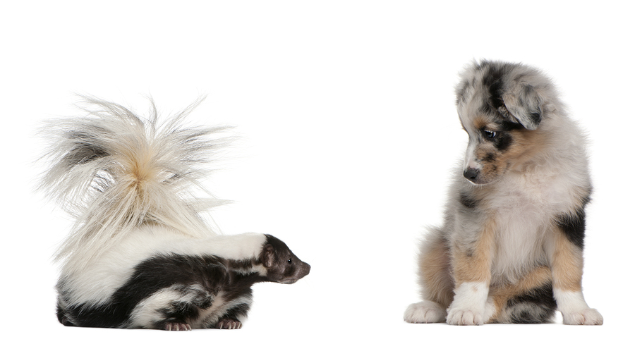 Keep Pets Away From Skunks | Pet Talk | VMBS News