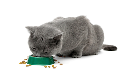 gray cat eating food from a bowl