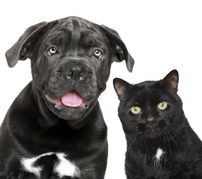 conjunctivitis dog and cat