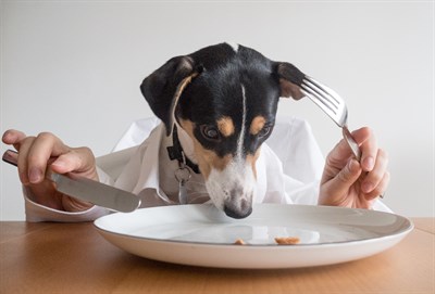 dog eating with spoon fork