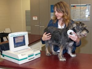 Staying In Pace With A Pet Pacemaker 