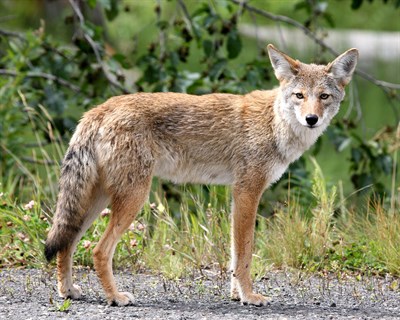 Protect pets from coyotes and other wild animals | VMBS News