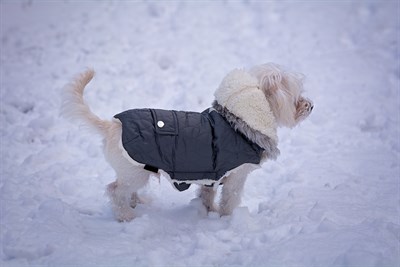 pet dog in the snow