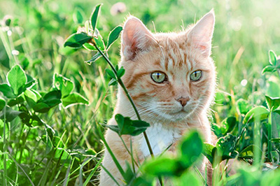 Cat in a field of green plants