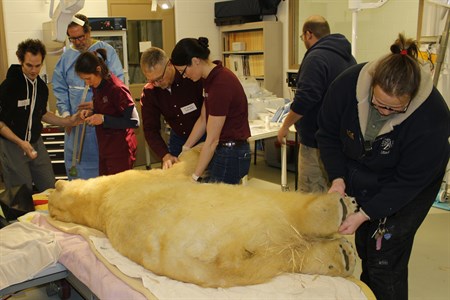 polar bear lying on a surgery table