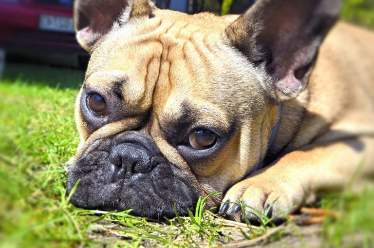 Watch Out For Canine Eye Conditions | VMBS News