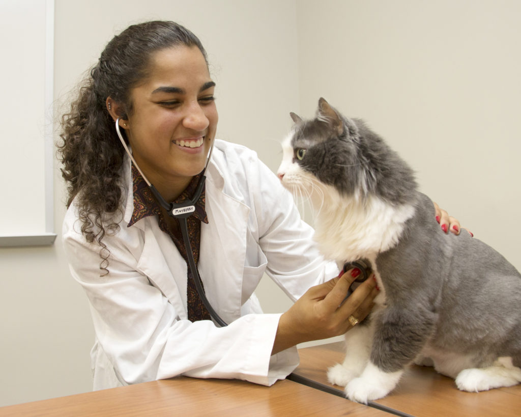 Texas A&M Small Animal Hospital Earns 'Cat Friendly' Designation