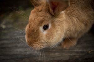 close up picture of a pet rabbit