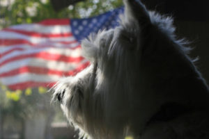 Dog looking out window with American flag in background