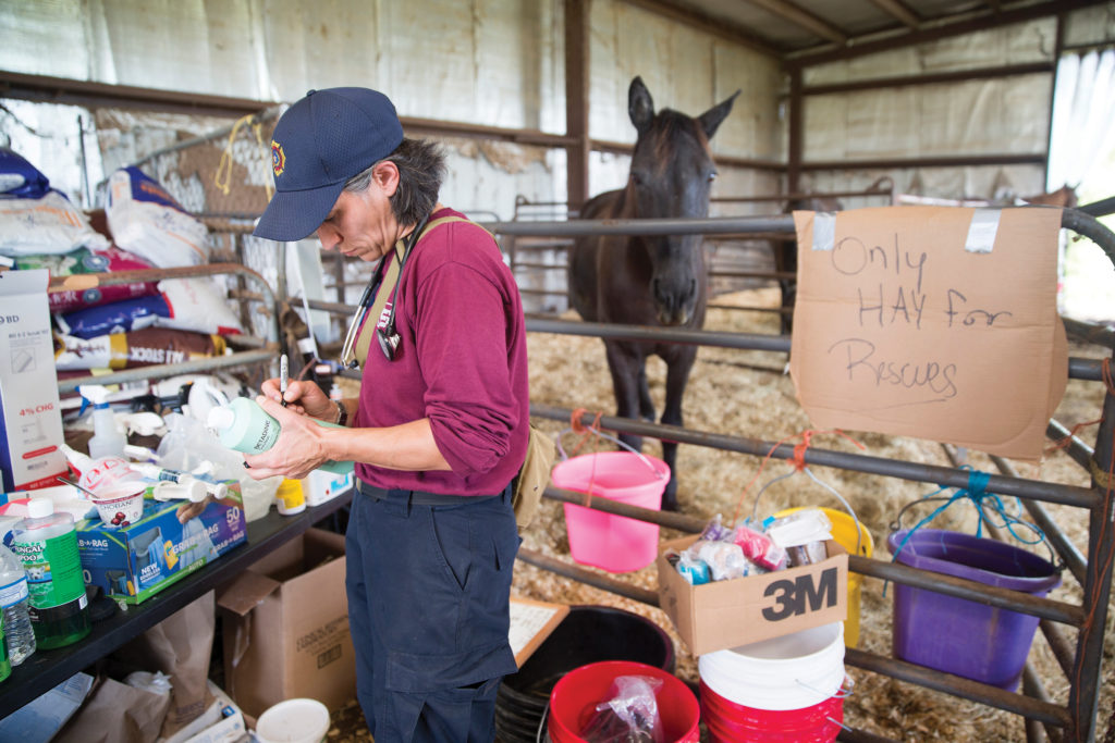 a vet team member with an evacuated horse