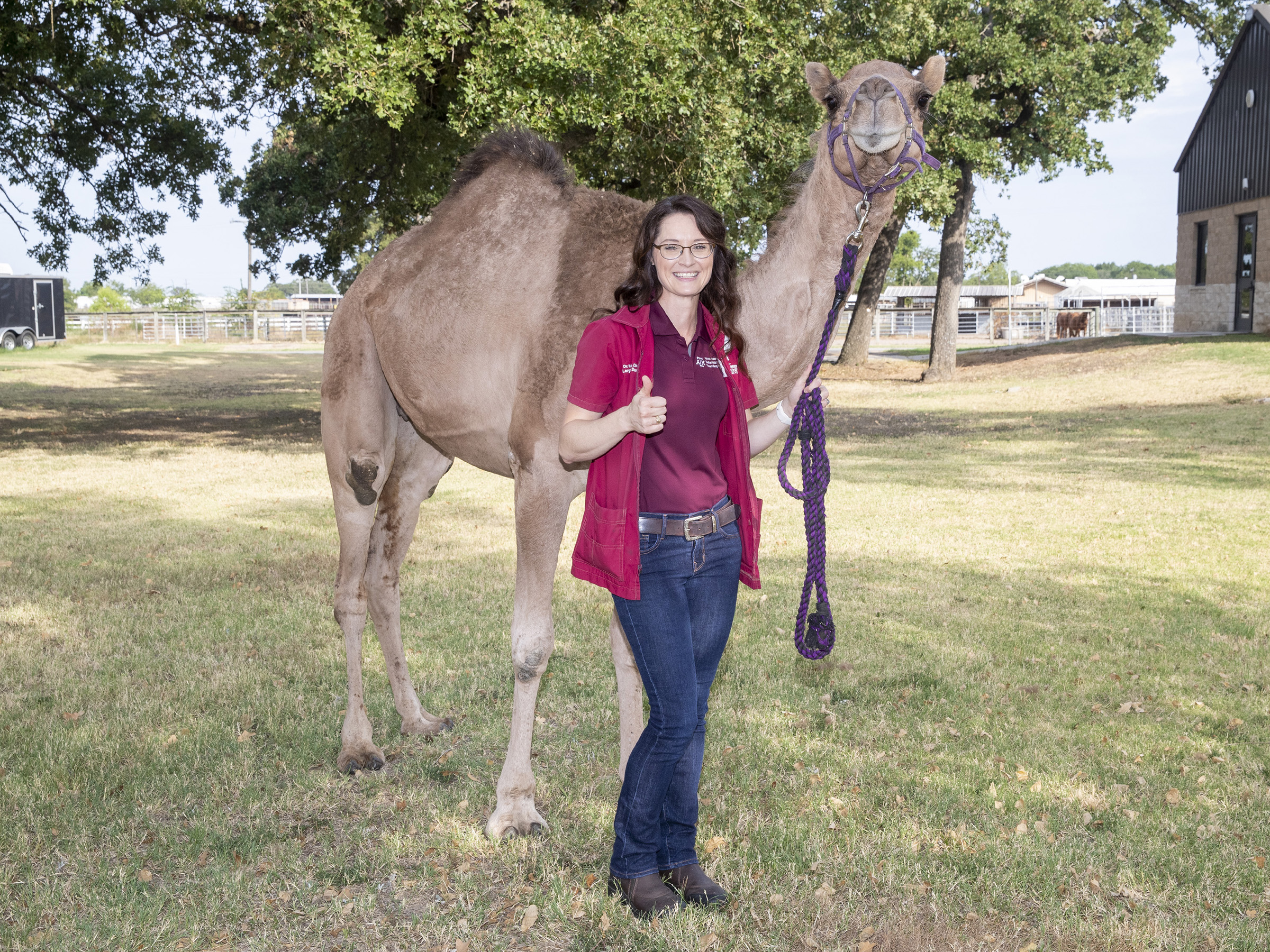 Dr. Kati Glass, in a maroon top and blue jeans, gives a thumbs up and holds the halter to Sybil the camel in a grassy field, while Sybil looks into the camera