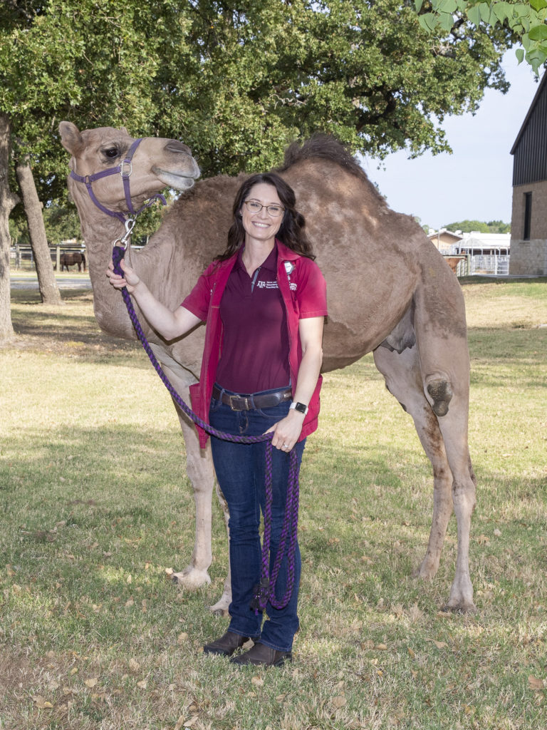 Dr. Kati Glass, in a maroon top and blue jeans, holds the halter to Sybil the camel in a grassy field