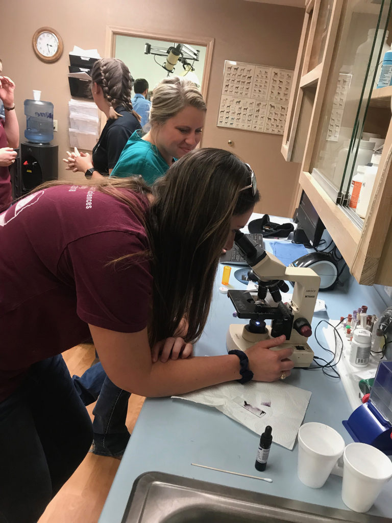 A veterinary student in maroon looks through a microscope at a slide stained purple