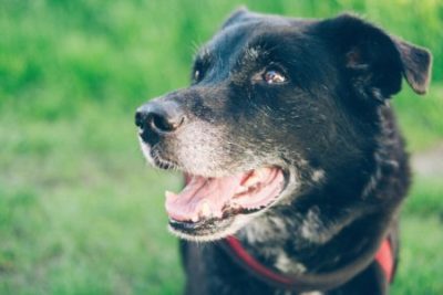 Black dog with grey muzzle smiling and looking off to the left in front of a green grass background