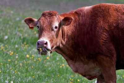 a brown cow eating grass and yellow flowers