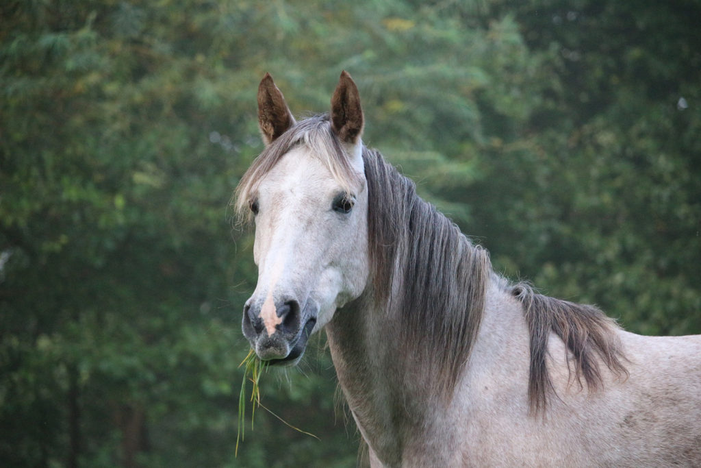 Grey horse with grass sticking out of its mouth in front of forest
