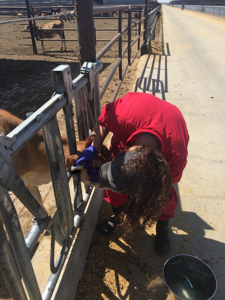 Asucena Ochoa gives an injection to a light brown dairy cow