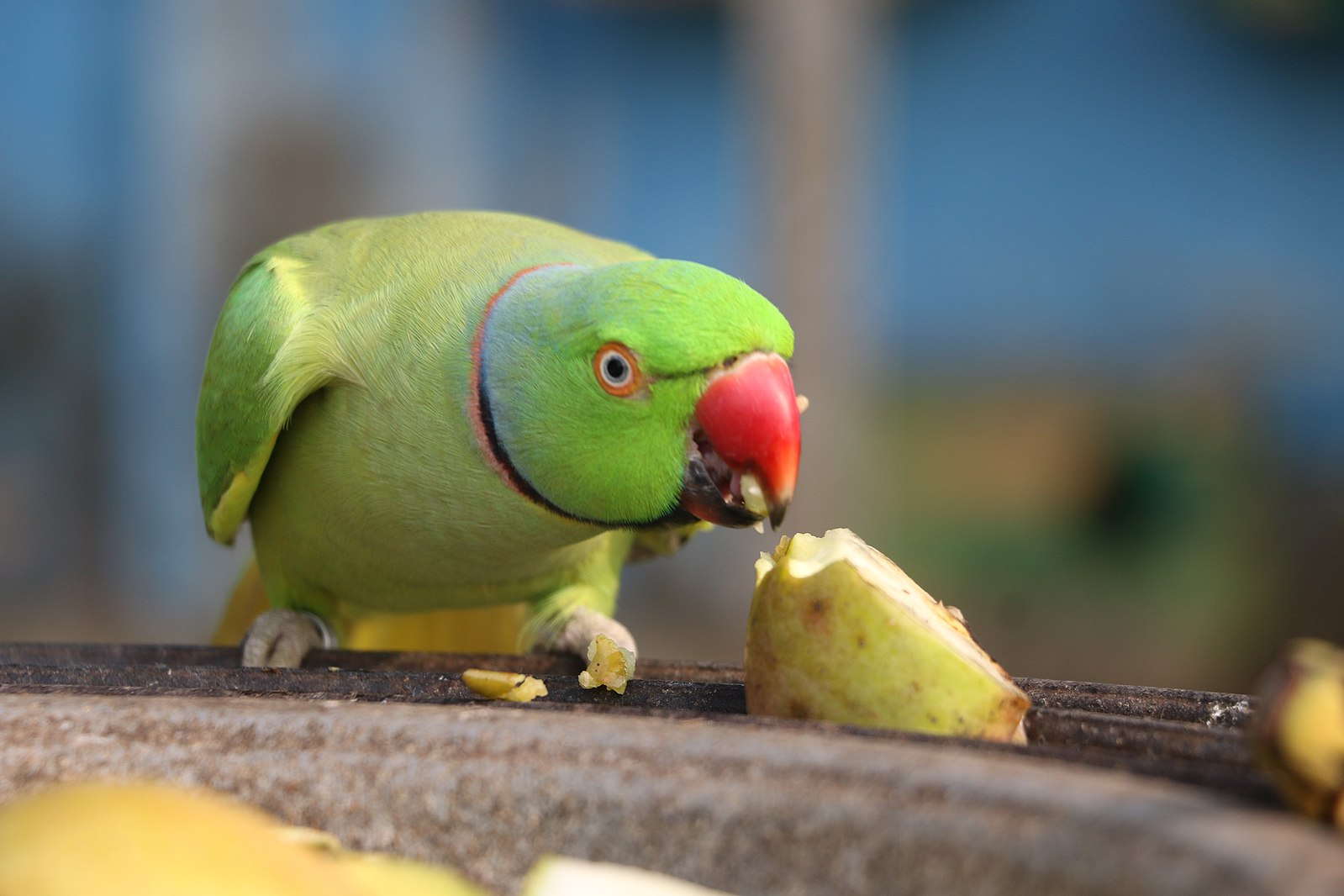 a bird eating an apple slice