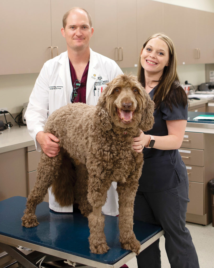 Two people standing behind a dog standing on an exam table