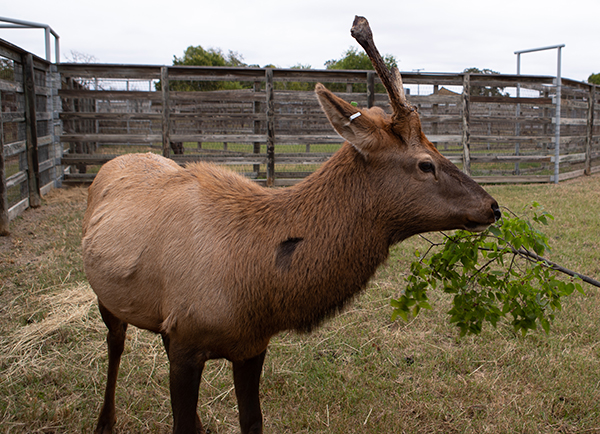 Elliott the elk eating leaves off a branch at the Texas A&M Winnie Carter Wildlife Center