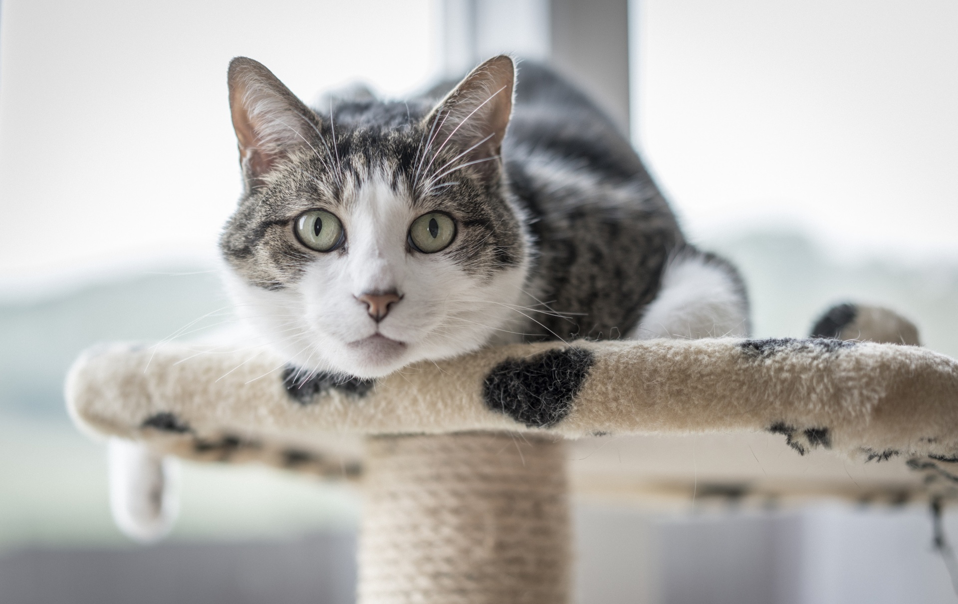 A Scent-sitive Subject: Essential Oil Diffusers and Your Cat | VMBS News